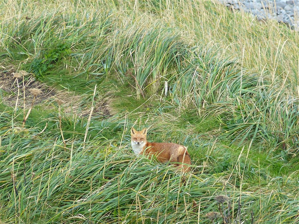 Red Fox photo