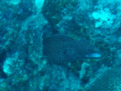 Gymnothorax meleagris 1