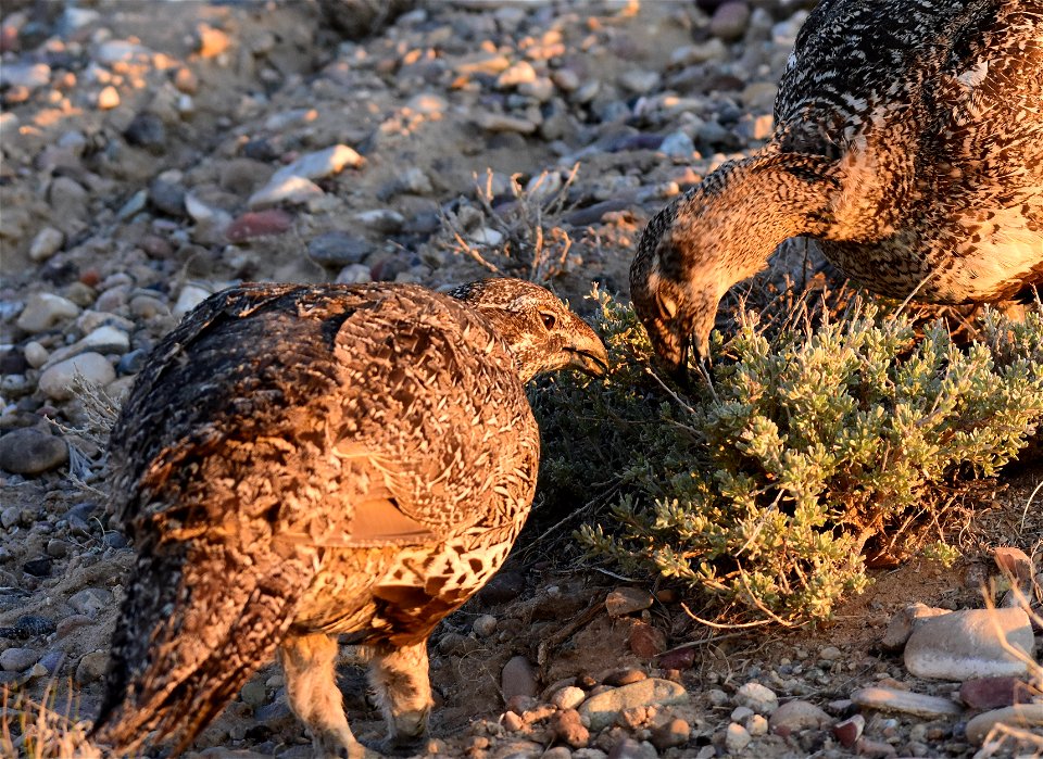 Greater sage-grouse at Seedskadee National Wildlife Refuge