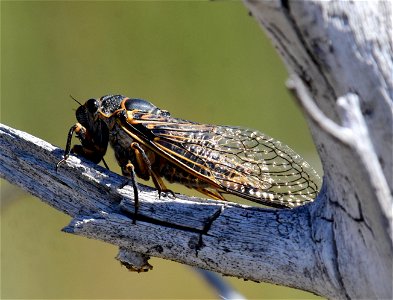 Sagebrush cicada (Okanagana bella) at Seedskadee National Wildlife Refuge Wyoming