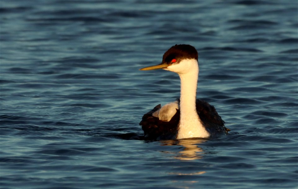 Western Grebes on the Huron Wetland Management District South Dakota