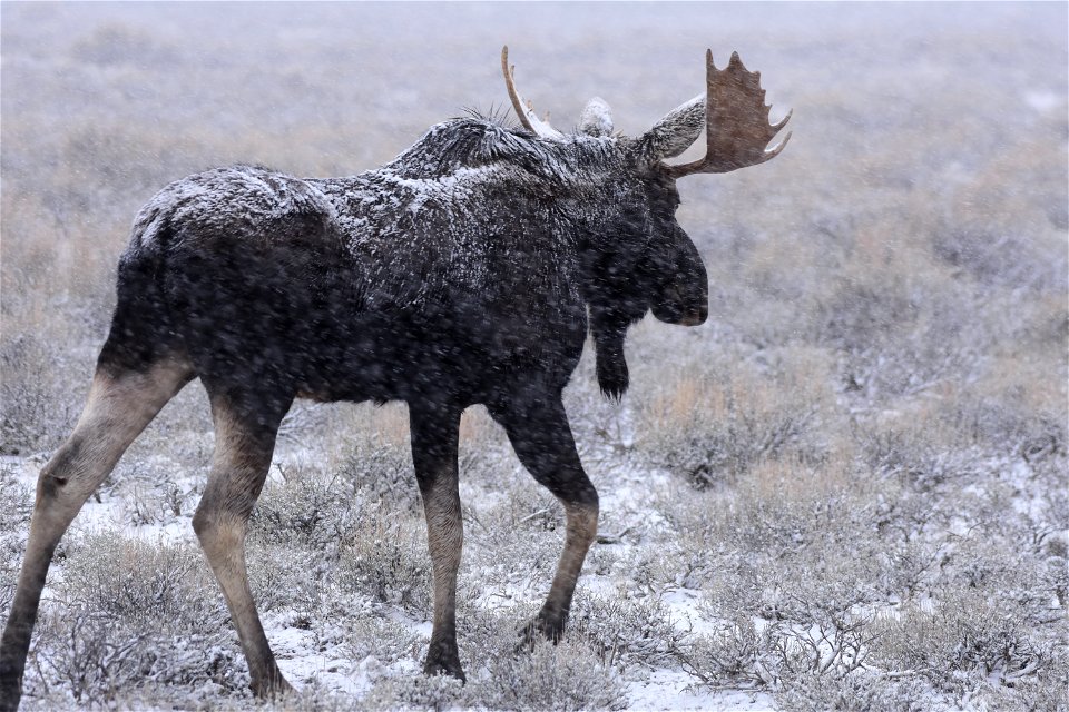 Moose at Seedskadee National Wildlife Refuge