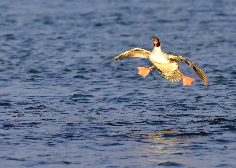 Common merganser at Seedskadee National Wildlife Refuge