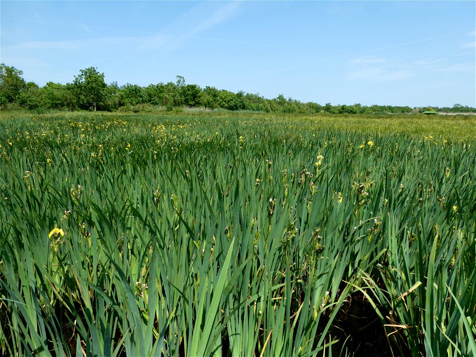 Iris pseudacorus L., 1753