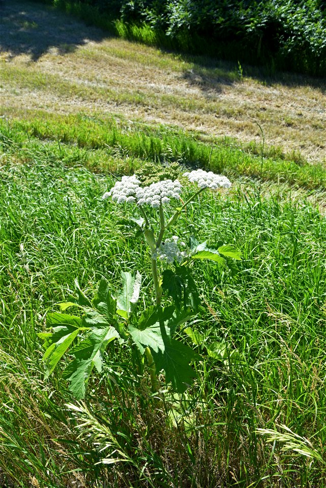 Cow parsnip in bloom