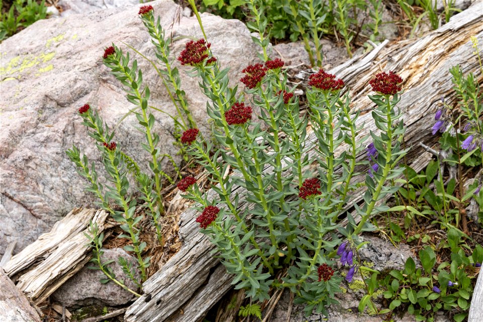 Rhodiola integrifolia