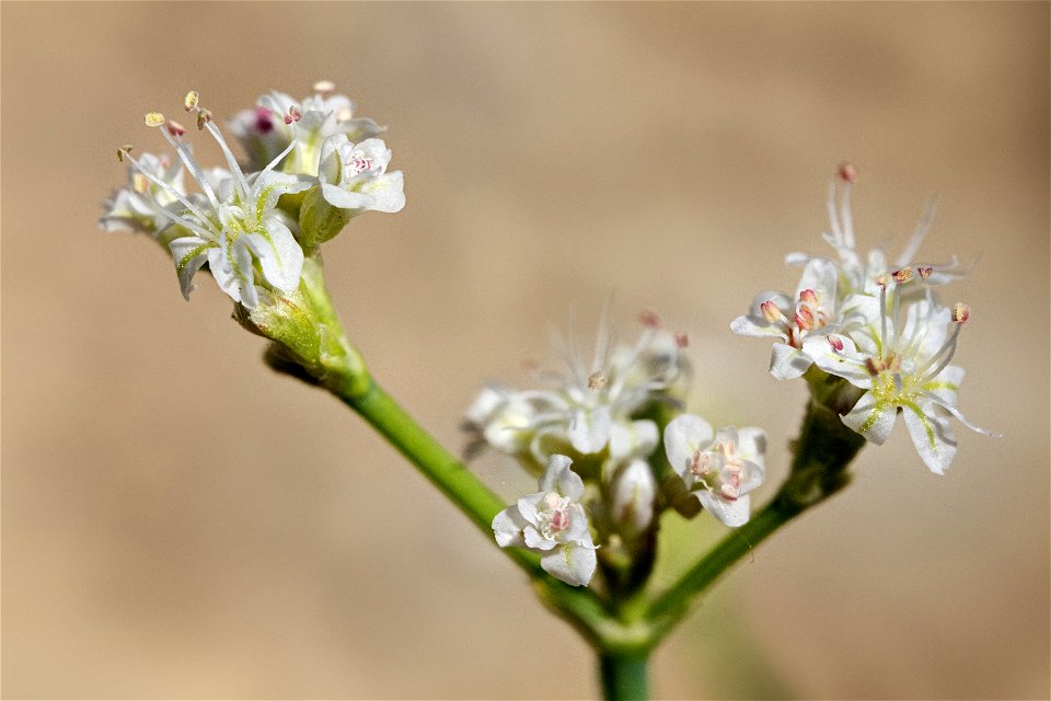 Eriogonum lonchophyllum