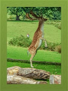 STAG