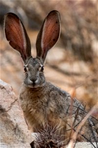 Black-tailed jackrabbit (Lepus californicus) photo