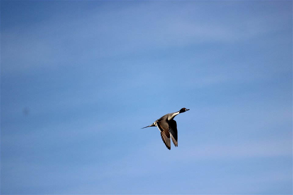 Northern Pintail Lake Andes National Wildlife Refuge South Dakota
