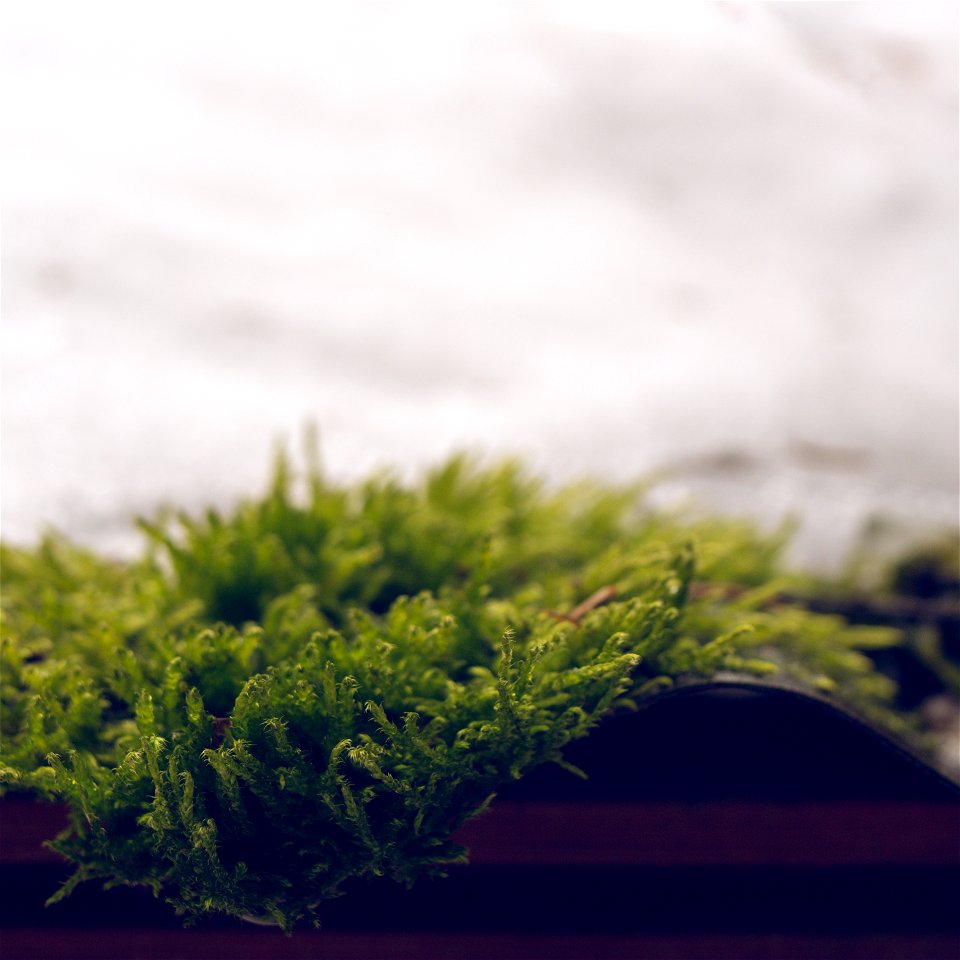 Moss photo