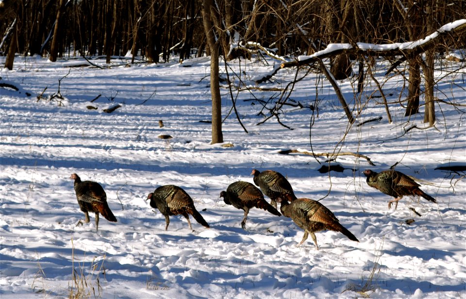 Rafter of Turkeys.
