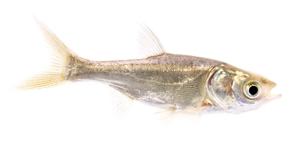 Bighead Carp Juvenile (Hypophthalmichthys nobilis) (3) photo