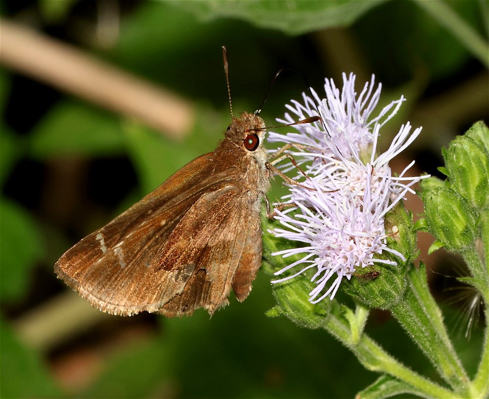 SKIPPER, OCHRACEOUS (Lerema ochrius) (02-26-2023) national buttrtfly center, palmview, hidalgo co, tx -01