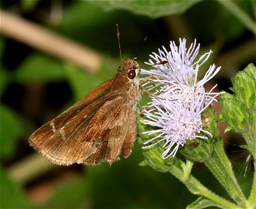 SKIPPER, OCHRACEOUS (Lerema ochrius) (02-26-2023) national buttrtfly center, palmview, hidalgo co, tx -01