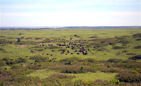 Herd of buffalo at a distance photo