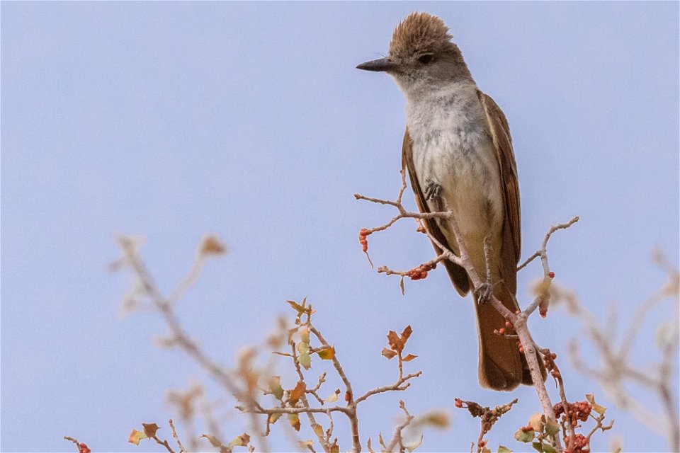 Say's Phoebe (Sayornis saya)