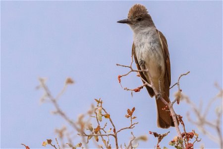 Say's Phoebe (Sayornis saya)