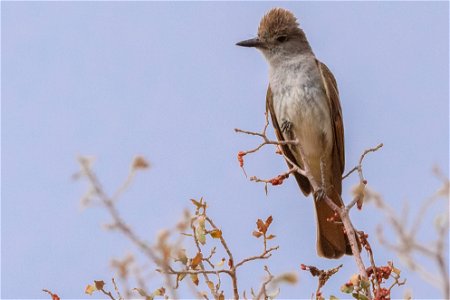 Say's Phoebe (Sayornis saya) photo