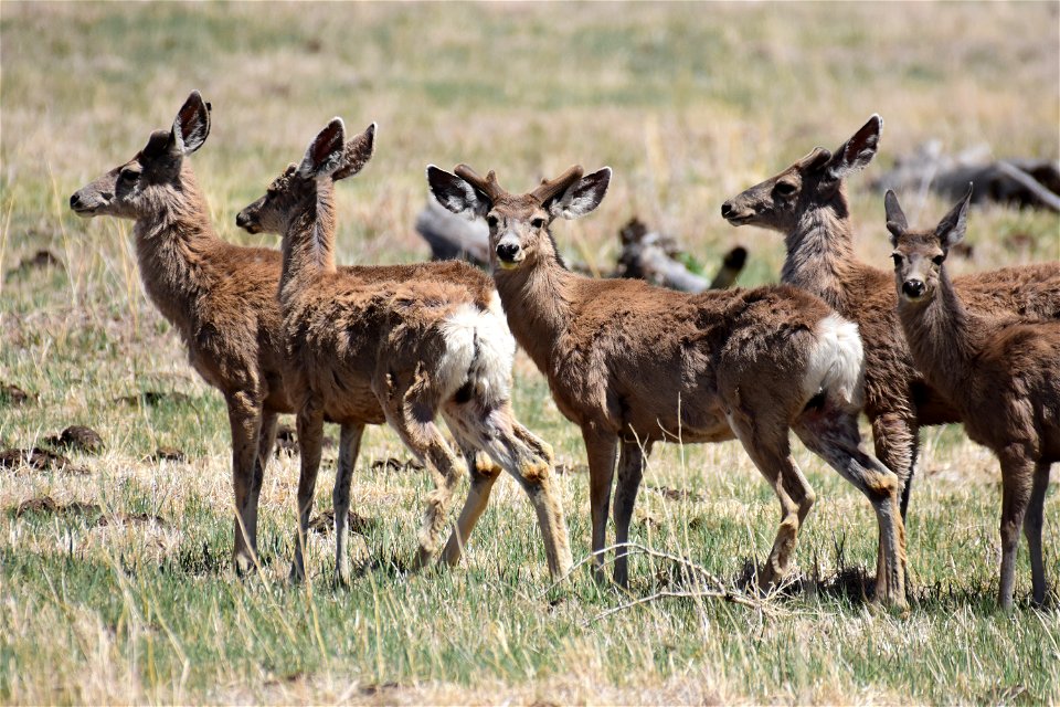 Mule deer at Seedskadee National Wildlife Refuge