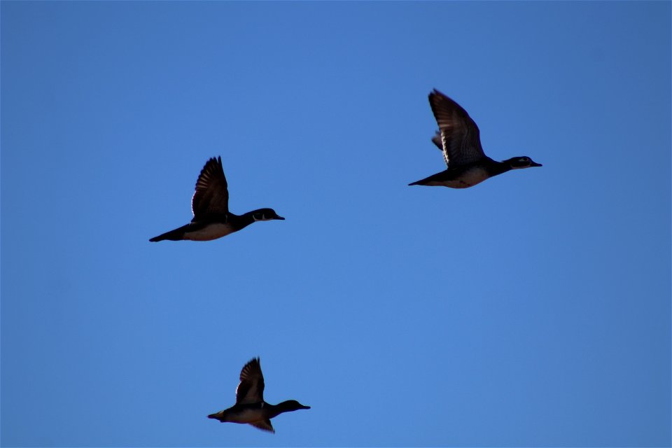 Wood Ducks & Green-winged Teal Owens Bay Lake Andes National Wildlife Refuge South Dakota
