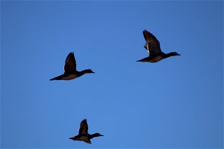 Wood Ducks & Green-winged Teal Owens Bay Lake Andes National Wildlife Refuge South Dakota photo