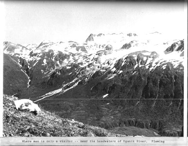 Bear skull in the alpine of Kodiak National Wildlife Refuge photo