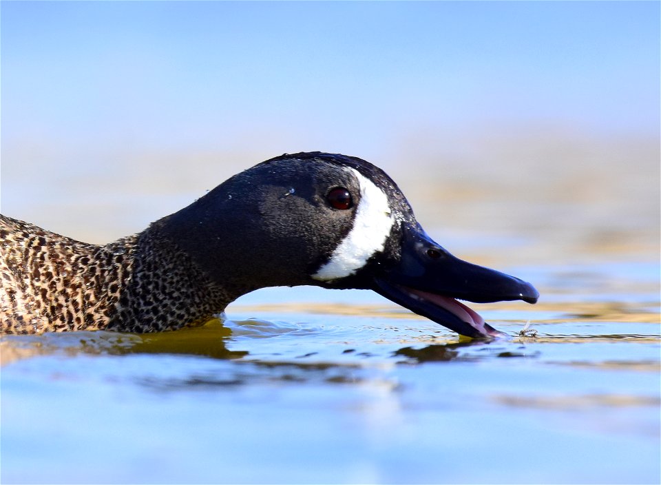 Blue-winged teal at Seedskadee National Wildlife Refuge