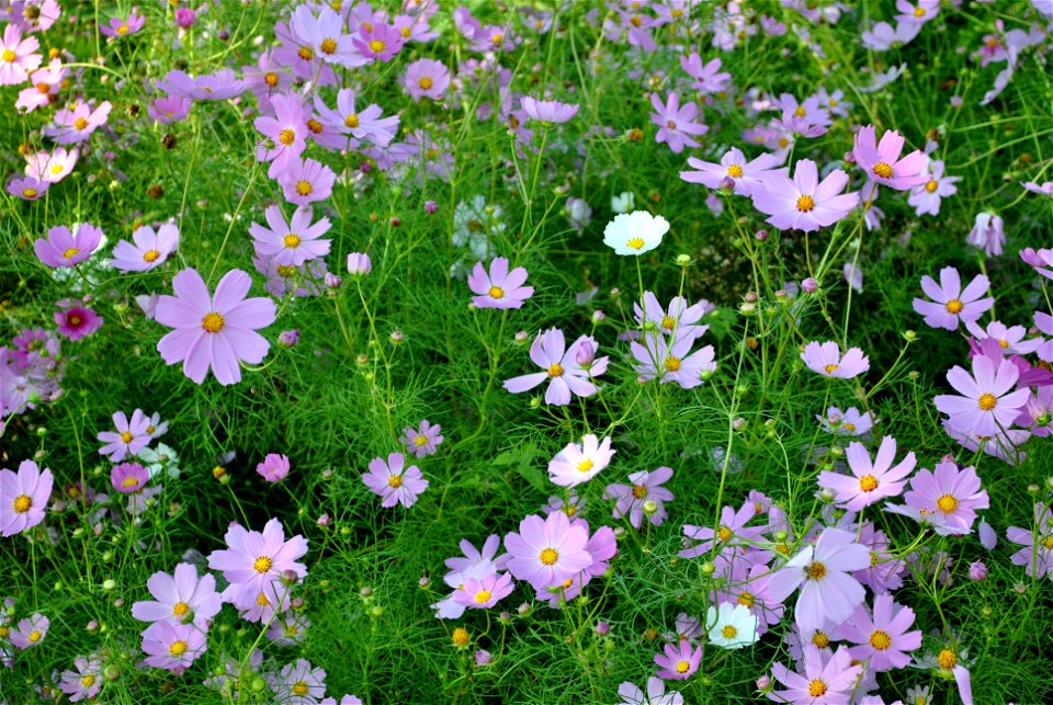 Cosmos Flowers