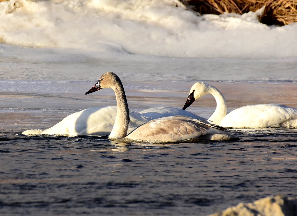 Trumpeter swans at Seedskadee National Wildlife Refuge