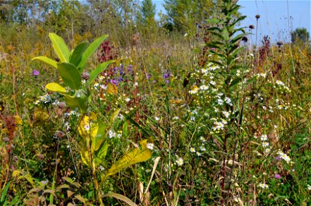 Lone milkweed photo