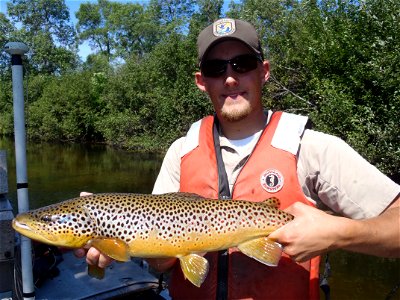 Brown Trout photo