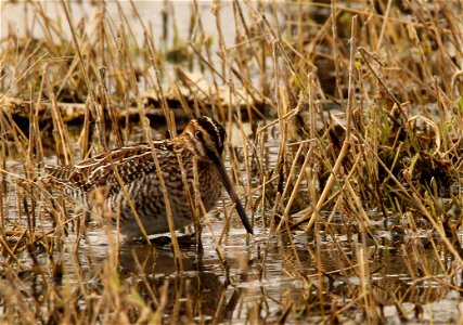 Wilson's Snipe Huron Wetland Management District photo