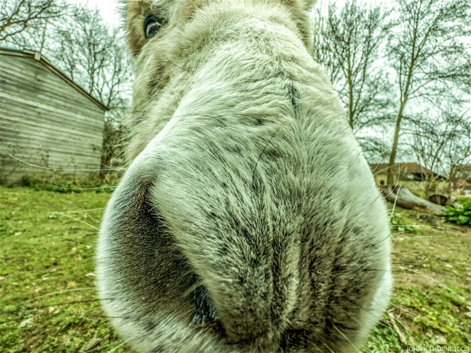 George Donkey Kent Life