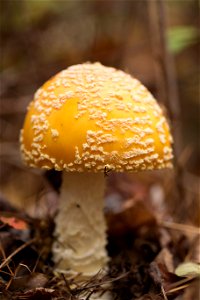 Fly Agaric (Amanita Muscaria)