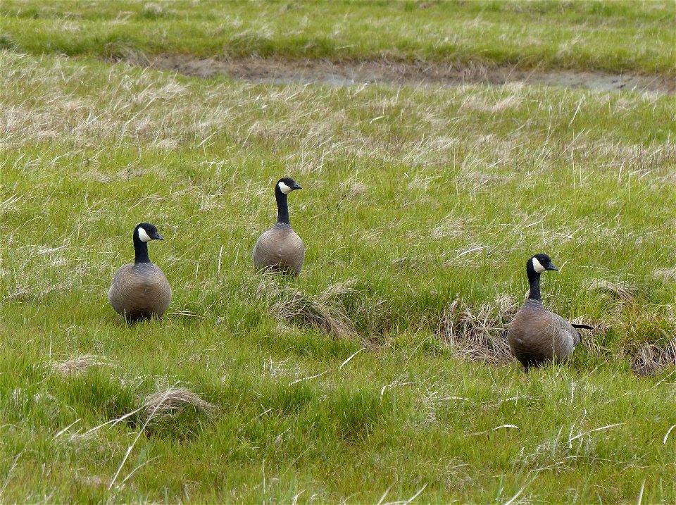 Cackling geese photo