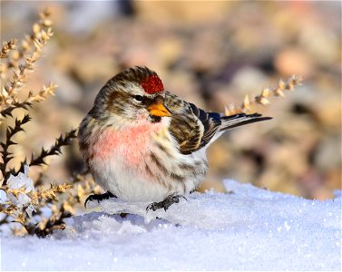 Common redpoll at Seedskadee National Wildlife Refuge