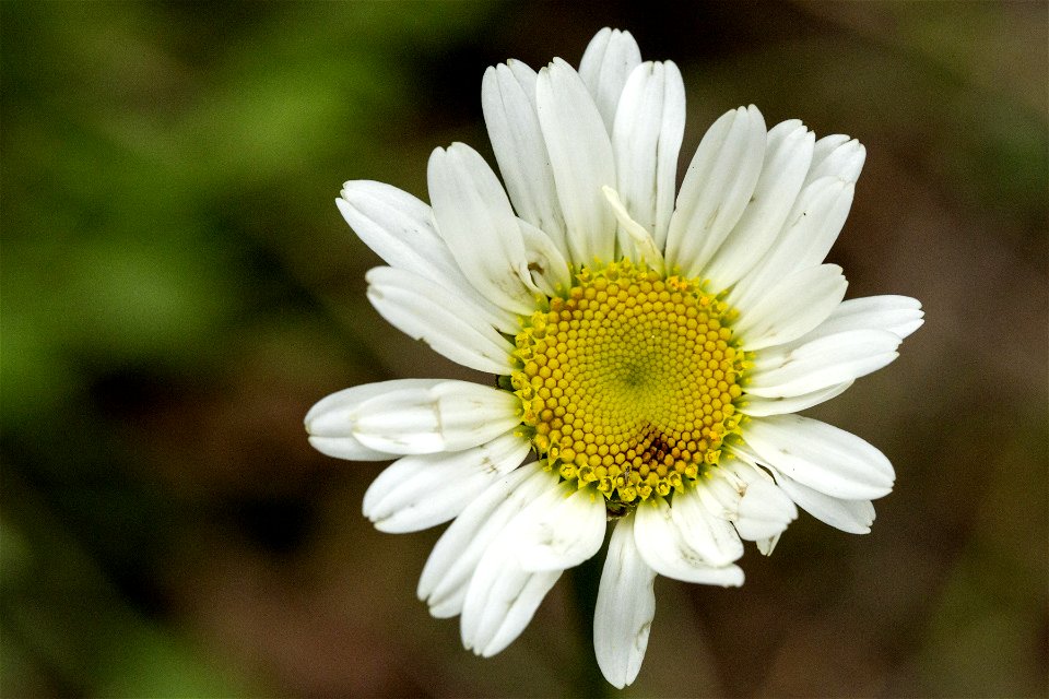 Leucanthemum vulgare