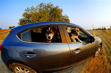 Happy Dogs