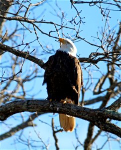 Bald Eagle at Mingo National Wildlife Refuge in Missouri photo