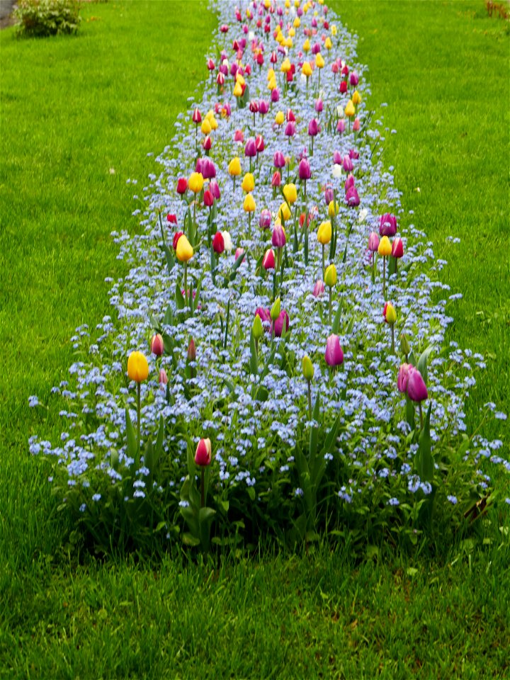 Herestrau Park in spring (56)