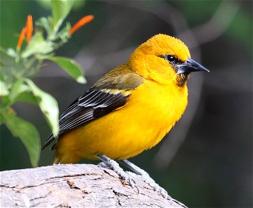 949 - ALTAMIRA ORIOLE (02-04-2023) imm, national butterfly center, hidalgo co, tx -01