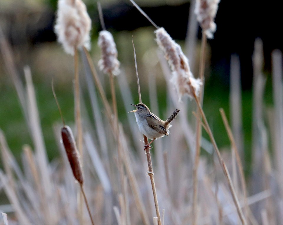 Marsh Wren on the National Elk Refuge photo