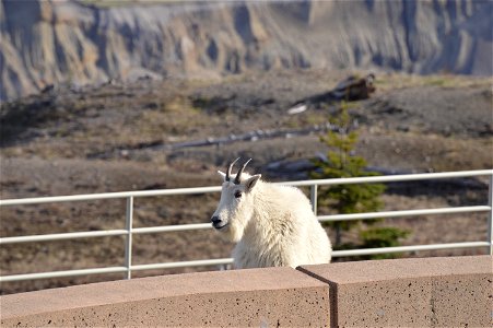 Mountain Goat at Johnston Ridge Observatory at Mount St. Helens National Volcanic Monument, Gifford Pinchot National Forest photo