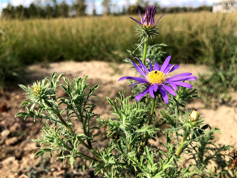 2021/365/256 Brave Wild Flowers