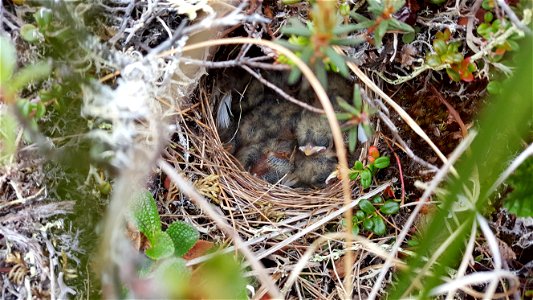Lapland longspur nest photo