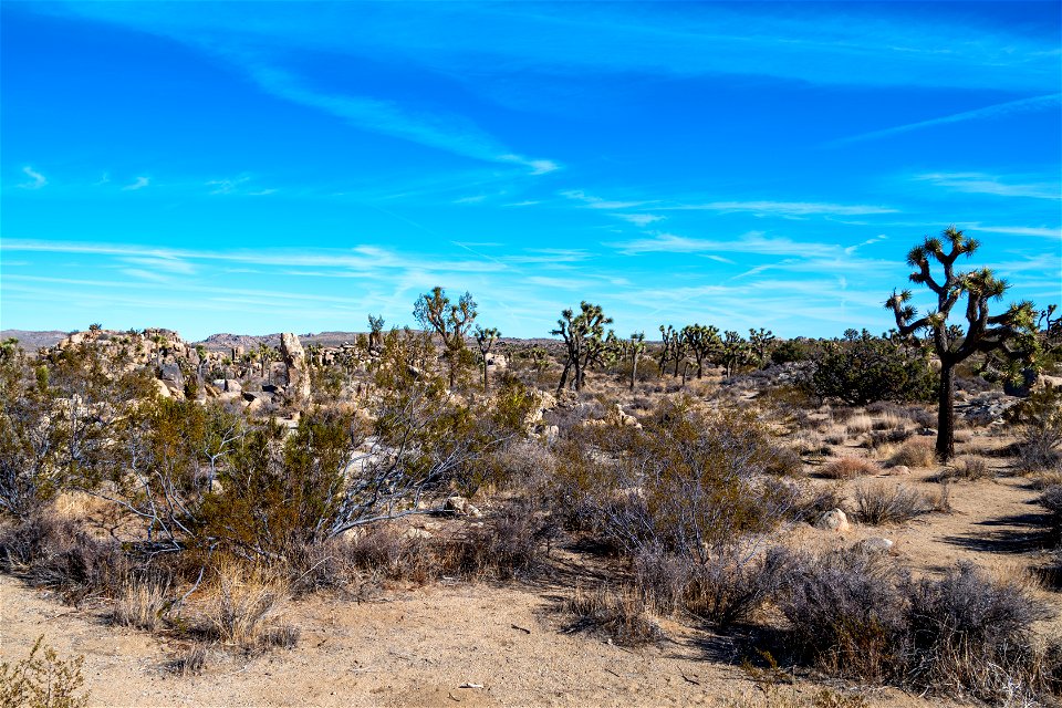 Joshua Tree National Park