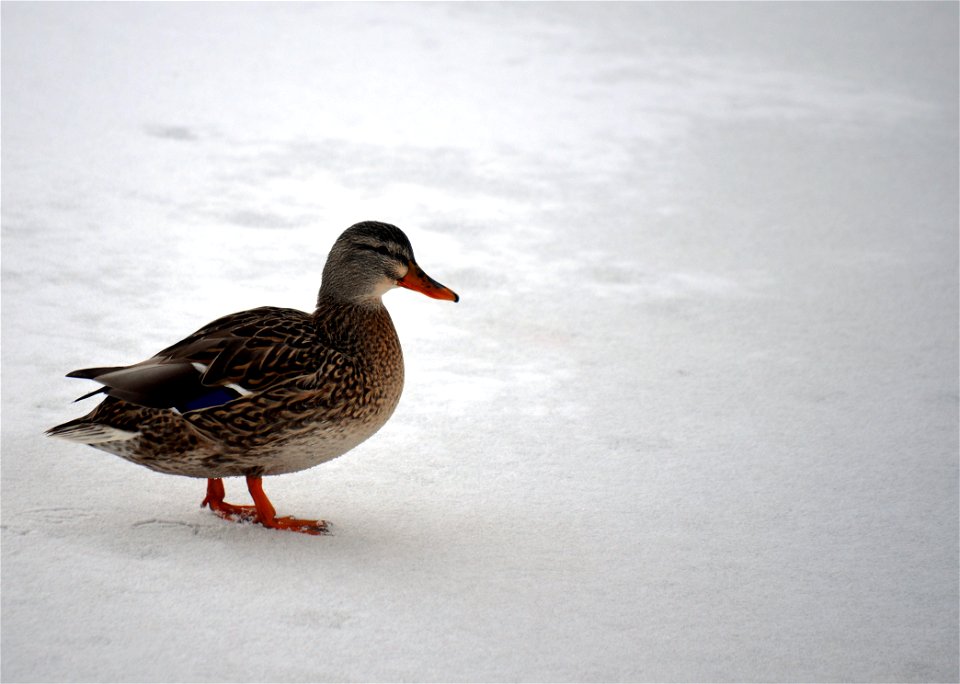 Hen Mallard Walking
