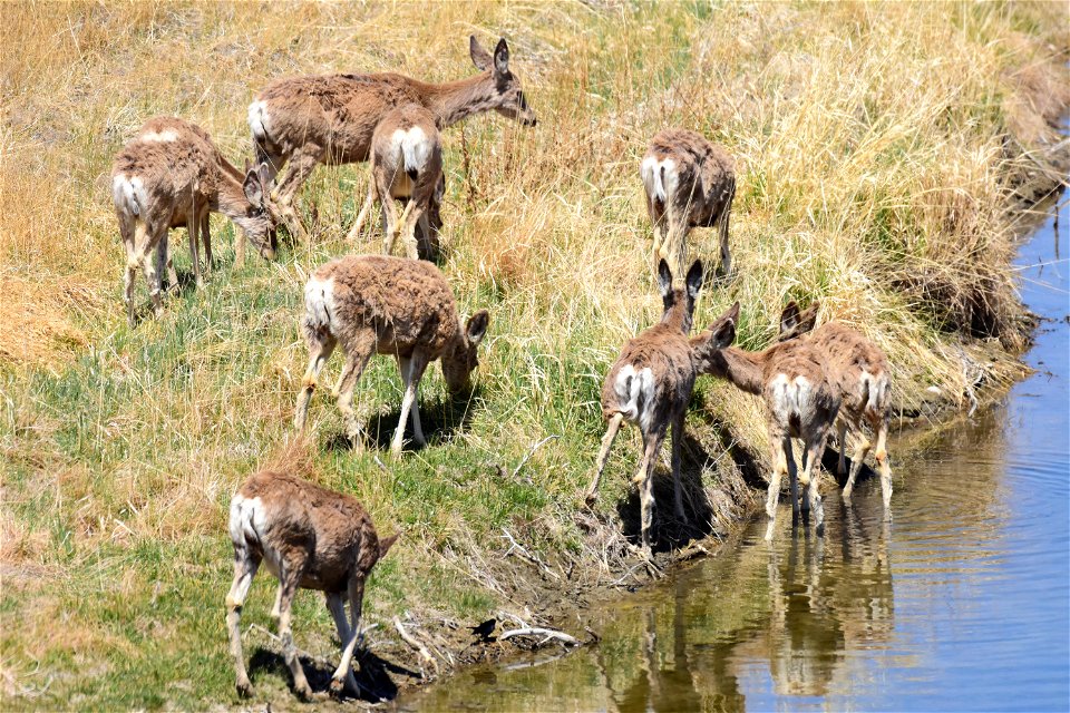 Mule deer at Seedskadee National Wildlife Refuge