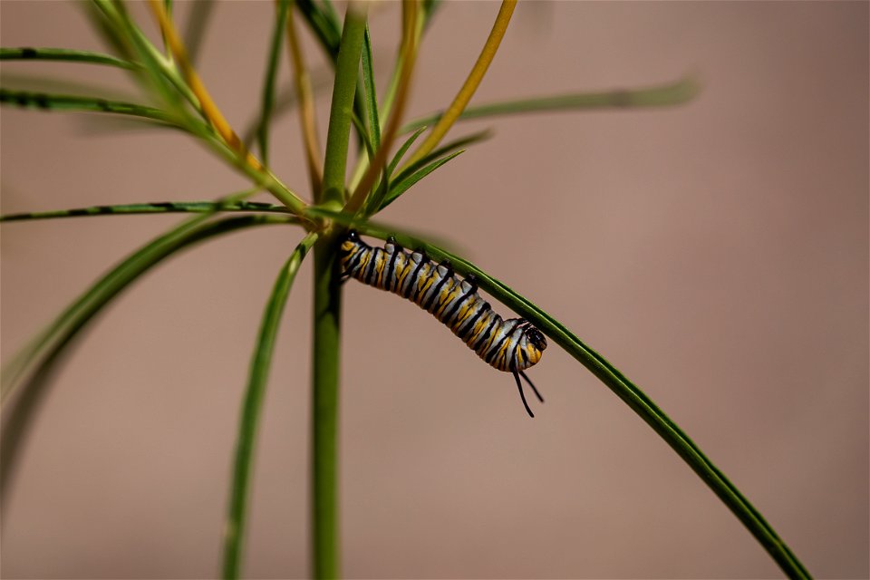 Caterpillar